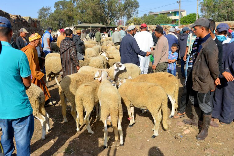 الحكومة تطمئن بشأن استيراد الأضاحي