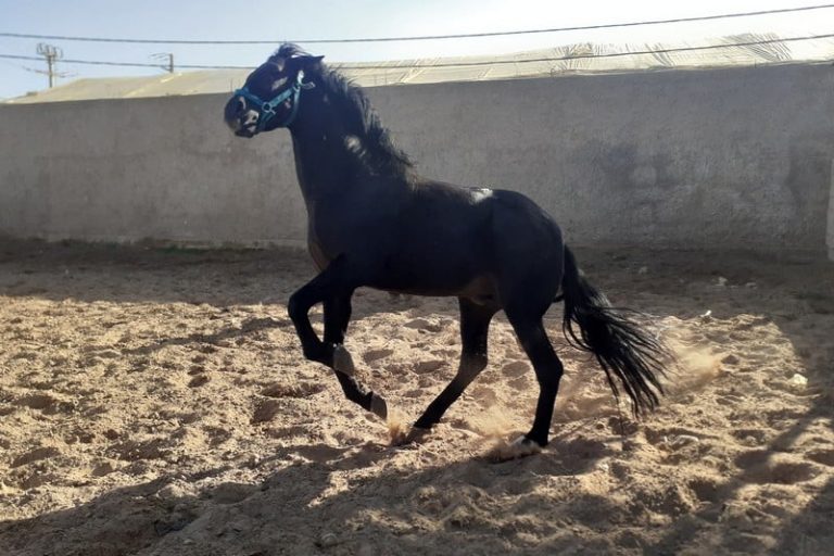 لحاق الأطلس للفروسية يتوج بريطانيا