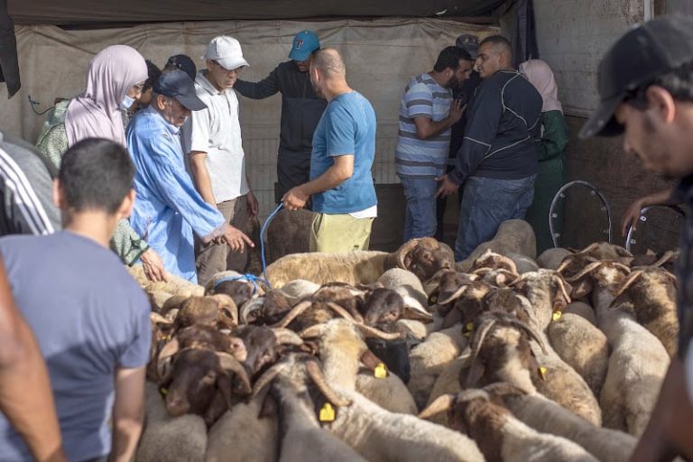 "مربو الأغنام" يؤكدون وفرة عرض عيد الأضحى في مختلف الأسواق المغربية