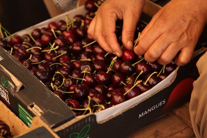 أسباب ارتفاع أسعار الكرز في المغرب أسباب ارتفاع أسعار الكرز في المغرب