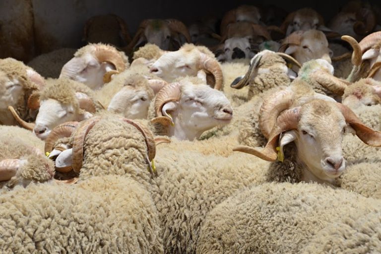 الحكومة: عرض الأضاحي يفوق الطلب