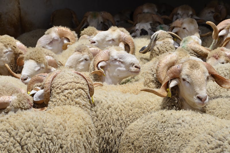 الحكومة: عرض الأضاحي يفوق الطلب الحكومة: عرض الأضاحي يفوق الطلب