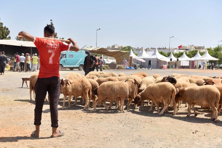 تسلم الموظفين للأجور ينذر بارتفاع الإقبال على شراء الأضاحي نهاية الأسبوع