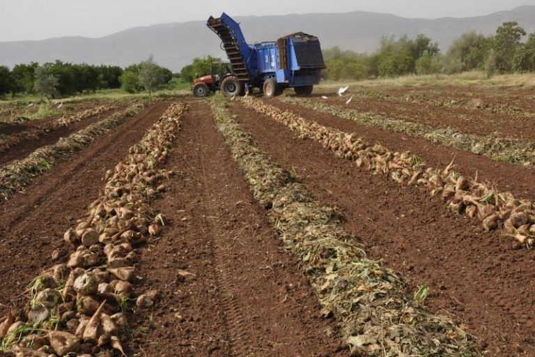 مستوى إنتاج الشمندر السكري في الغرب