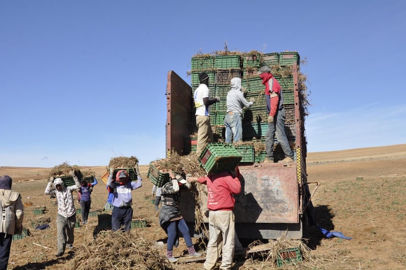 مهنيون يرحبون بالتسويق المباشر للخضر مهنيون يرحبون بالتسويق المباشر للخضر