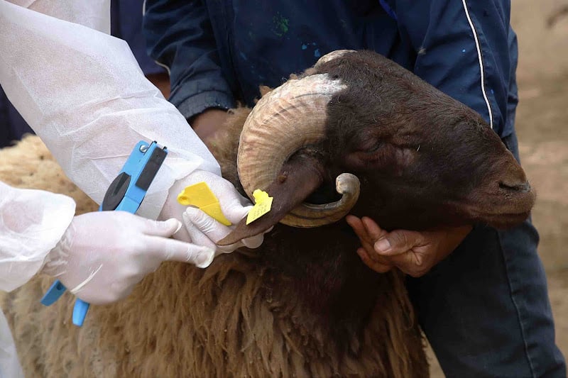 ‬جمعية مربي الأغنام: عملية ترقيم الأضاحي سليمة .. والوسطاء وراء رفع الأسعار