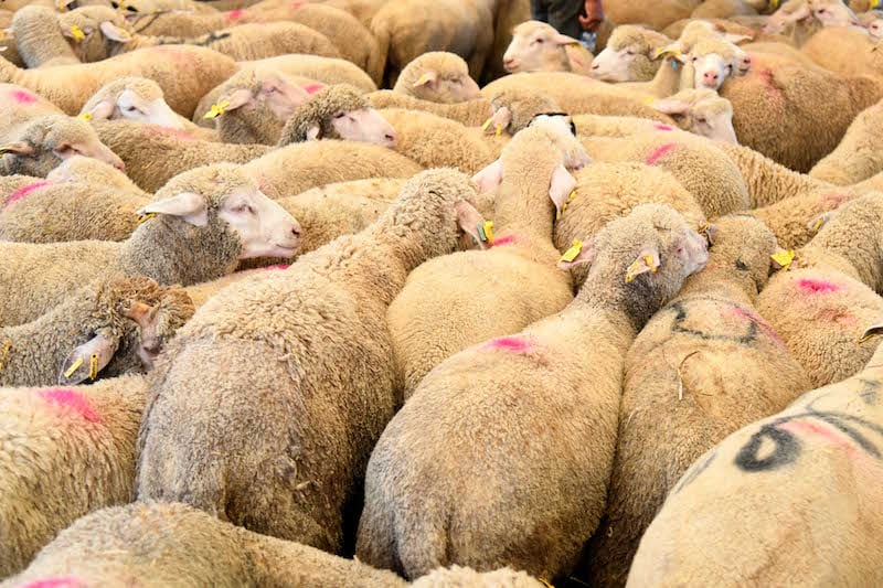 وزير الفلاحة يرفض اتهامات المعارضة بشأن أرقام استيراد أغنام عيد الأضحى وزير الفلاحة يرفض اتهامات المعارضة بشأن أرقام استيراد أغنام عيد الأضحى