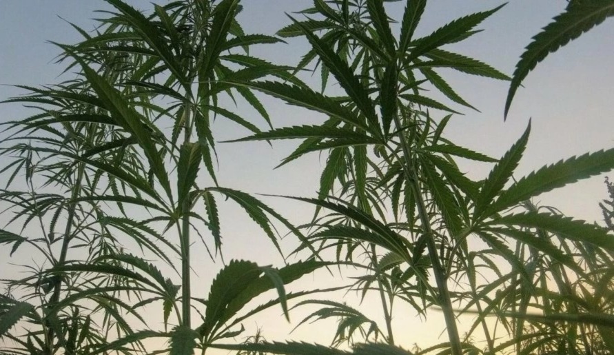 تاونات .. إعطاء انطلاقة المراقبة الجوية لأراضي القنب الهندي المرخصة تاونات .. إعطاء انطلاقة المراقبة الجوية لأراضي القنب الهندي المرخصة