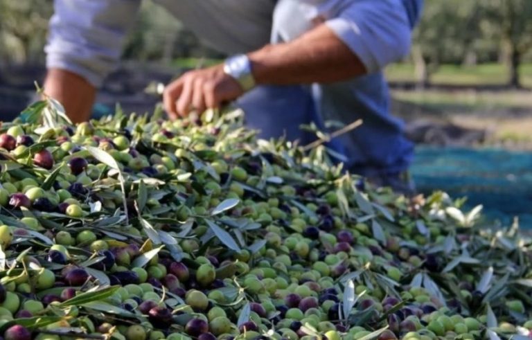 تاونات.. التساقطات الخريفية تنعش موسم جني الزيتون تاونات.. التساقطات الخريفية تنعش موسم جني الزيتون