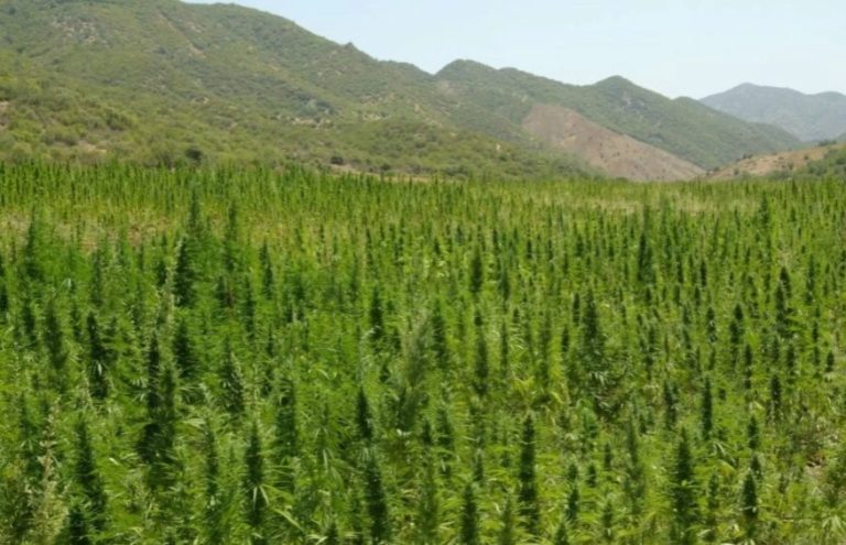 تاونات..تدشين أول معمل لتحويل القنب الهندي المشروع