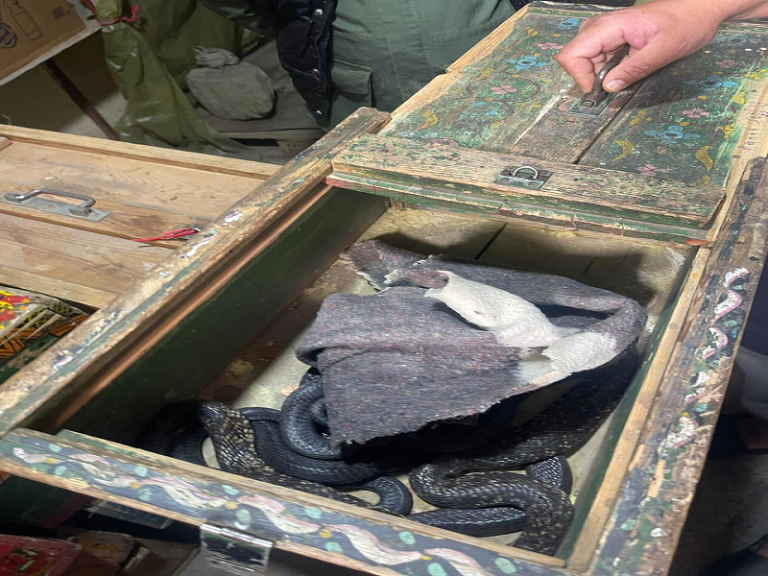 حجز حيوانات برية وزواحف موجهة للبيع بشكل غير مشروع بالناظور ومراكش حجز حيوانات برية وزواحف موجهة للبيع بشكل غير مشروع بالناظور ومراكش