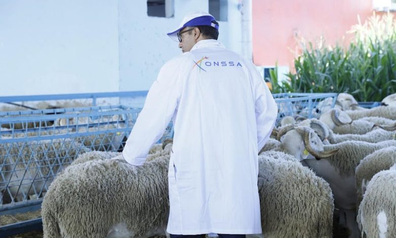 ‬الأغنام الرومانية تعود إلى المغرب بعد احتواء مرض