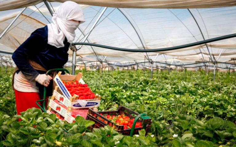 إسبانيا .. حملة توظيف جديدة للعاملات المغربيات بقطاع الفواكه الحمراء إسبانيا .. حملة توظيف جديدة للعاملات المغربيات بقطاع الفواكه الحمراء