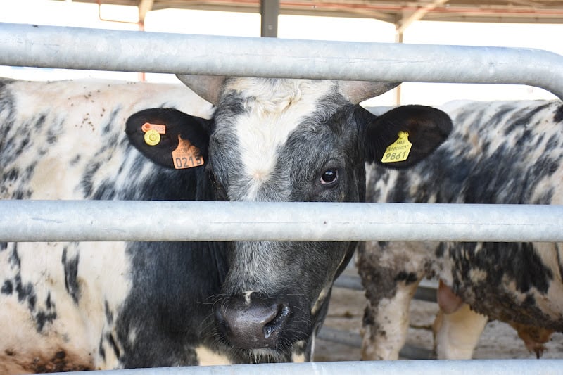 المغرب يوقف استيفاء رسوم الاستيراد على 400 ألف من الأبقار والأغنام المغرب يوقف استيفاء رسوم الاستيراد على 400 ألف من الأبقار والأغنام