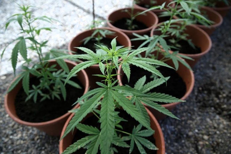 دواء مغربي من مستخلصات القنب الهندي يعيد الأمل إلى مرضى الصرع