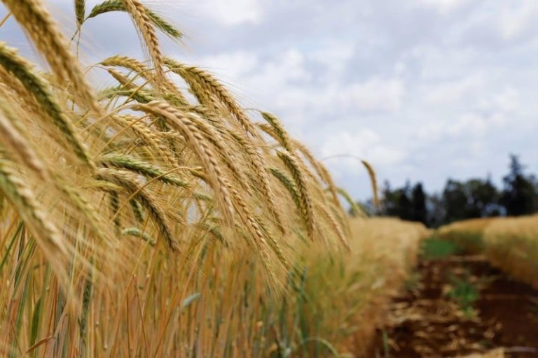 غياب التساقطات المطرية يلف محصول الحبوب بالضبابية في المغرب