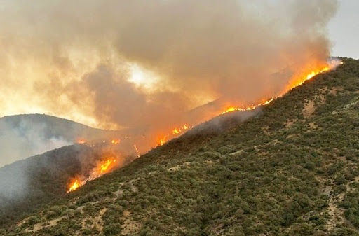 تازة.. حريق بغاية بورد بدائرة أكنول يأتي على 30 هكتارا تازة.. حريق بغاية بورد بدائرة أكنول يأتي على 30 هكتارا