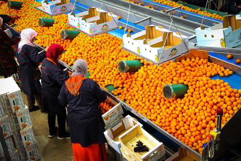 صادرات البرتقال المغربي إلى الولايات المتحدة تسجل رقما قياسيا في 2024 صادرات البرتقال المغربي إلى الولايات المتحدة تسجل رقما قياسيا في 2024