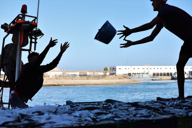"الراحة البيولوجية" تخلق اضطرابا في تزويد الأسواق المغربية بالسردين