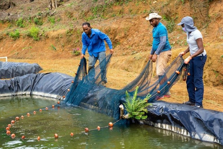 فريدجي: الجهود الملكية تخدم إفريقيا