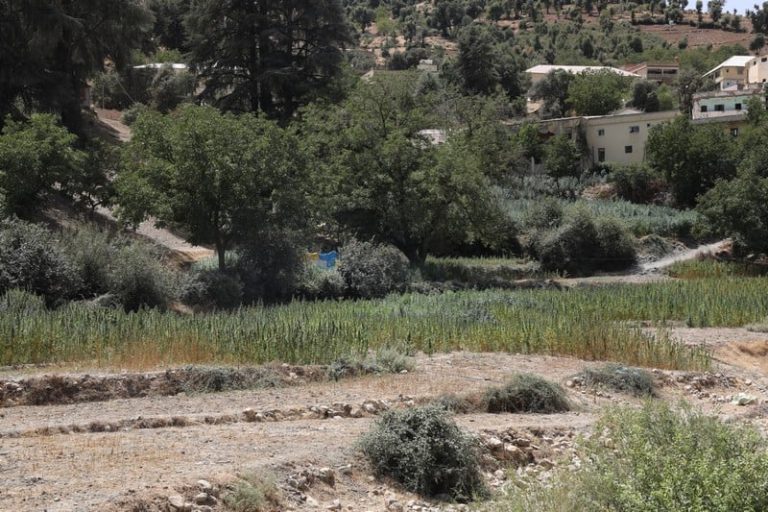 وكالة القنب الهندي تبدأ سحب رخص