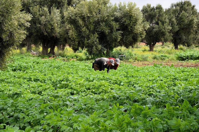 فرنسا تستقطب مزارعي جهة سوس