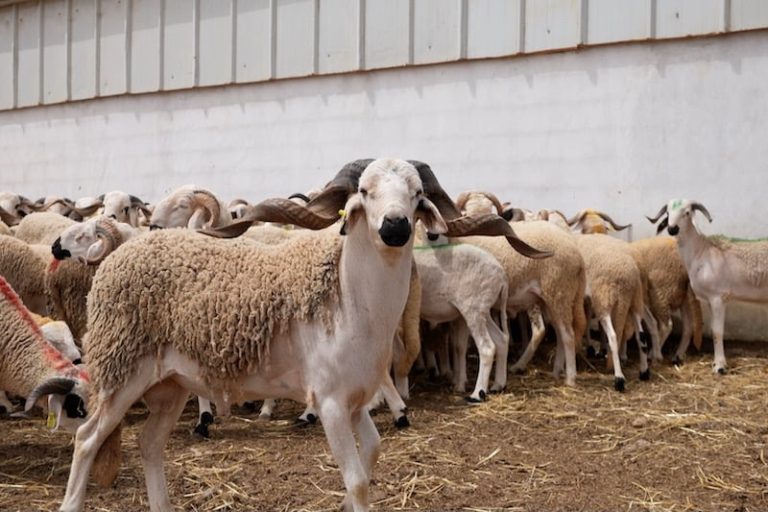 عدم ذبح أضاحي العيد يفتح آفاق تحسين القطيع وزيادة الإنتاج في المغرب