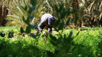 غانا تدعم المغرب في مجال الفلاحة