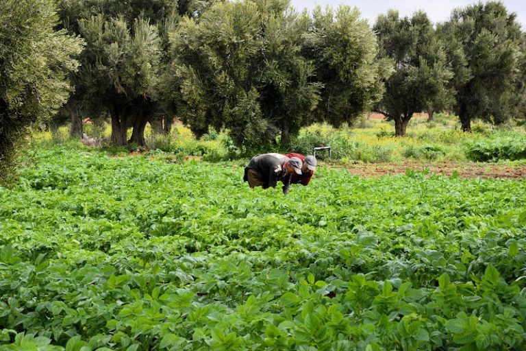 فرنسا تستقطب مزارعي جهة سوس