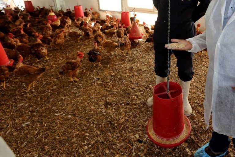 مجلس المنافسة يواصل إجراءات التحقيق في سوق أعلاف الدواجن بالمغرب