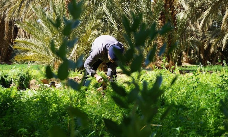 هل تفتح "تساقطات مارس" الباب أمام خروج المغاربة من أزمة الجفاف؟ هل تفتح