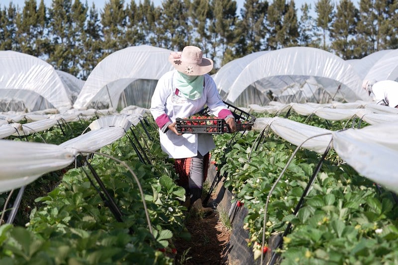 الدينامية التنموية تستفيد من "مؤسسة OCP" في المغرب وعمق إفريقيا الدينامية التنموية تستفيد من