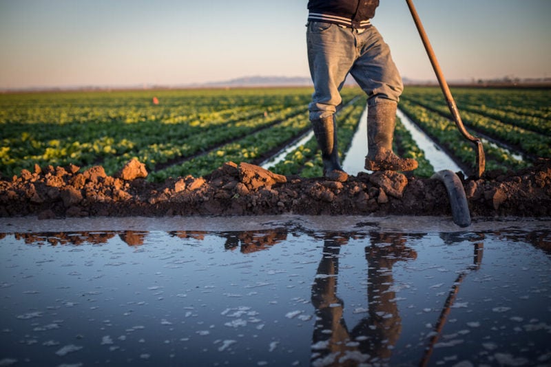 الزراعة التصديرية تواجه التمويل.. والتوزيع الأمثل للمياه يراعي الاستقرار