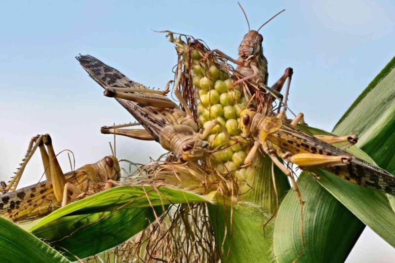 غزو الجراد يهدد المحاصيل في ليبيا