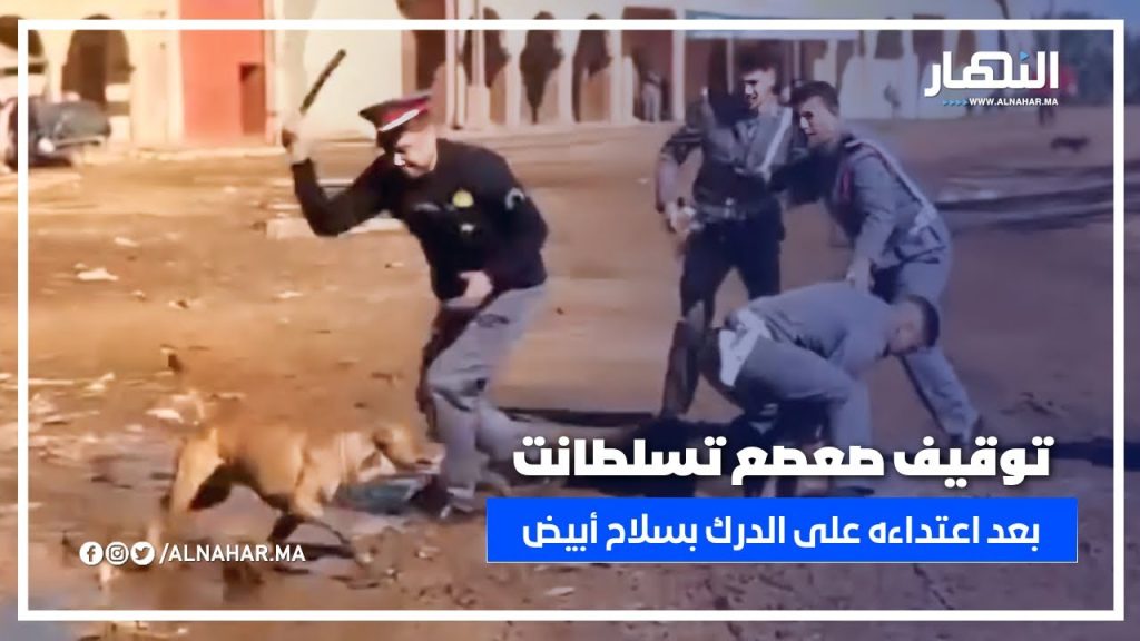 📍 لحظة توقيف صعصع تسلطانت نواحي مراكش الذي إعتدى على رجال الدرك الملكي بسلاح الأبيض 👏🏻🫡