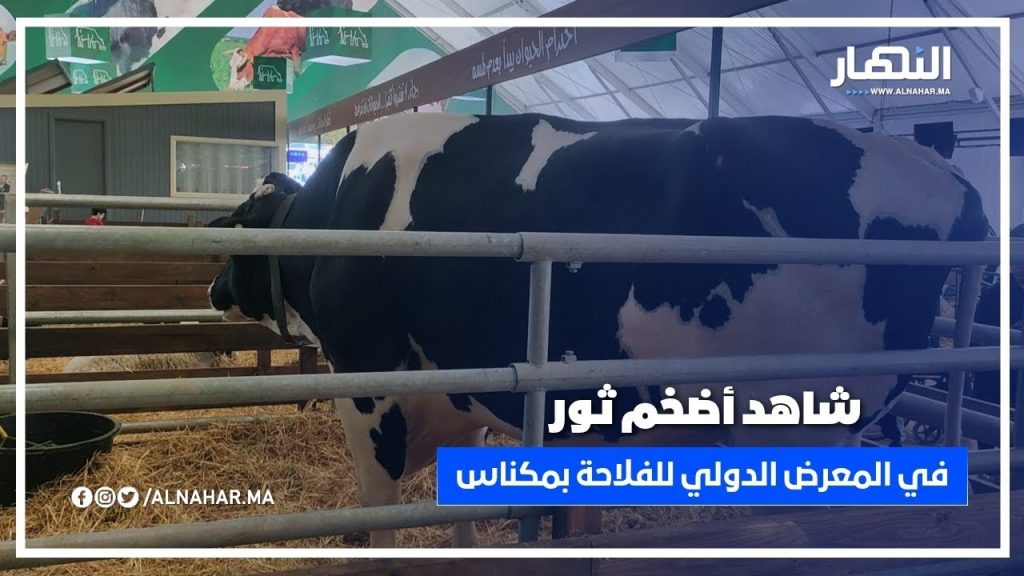 هذا هو أضخم ثور في المعرض الدولي للفلاحة بمكناس SIAM