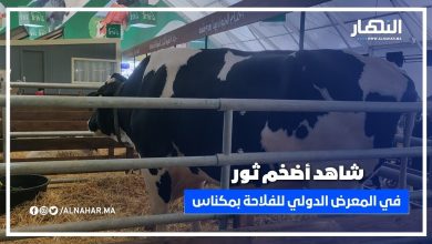 هذا هو أضخم ثور في المعرض الدولي للفلاحة بمكناس SIAM