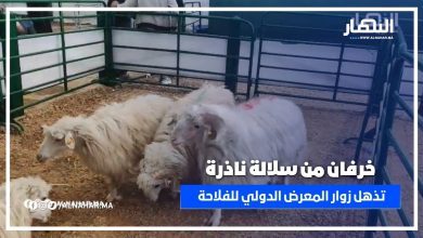 خرفان من سلالة نادرة تذهل زوار المعرض الدولي للفلاحة بمكناس SIAM