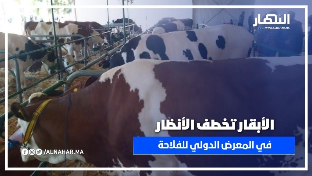 الأبقار تسرق الأضواء فـي معرض مكناس الدولي للفلاحة… شوفو علاش!