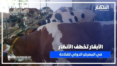 الأبقار تسرق الأضواء فـي معرض مكناس الدولي للفلاحة… شوفو علاش!