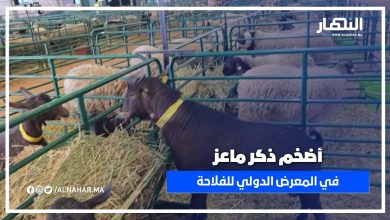 أضخم ذكر ماعز فـي المغرب... اكتشاف غريب فـي المعرض الدولي للفلاحة SIAM