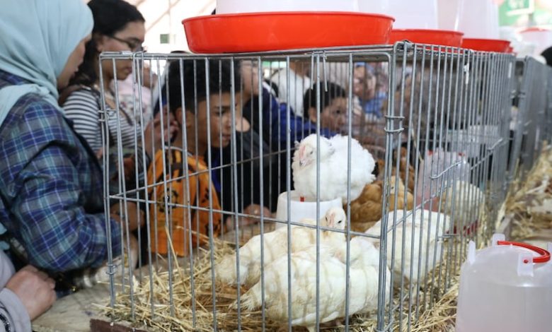 "التهجين بالسلالات الأجنبية" يواكب إنتاجية مربّي دواجن اللحم والبيض