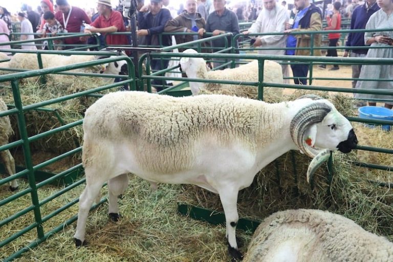 المعرض الدولي للفلاحة بمكناس يبهر الزوار بفحول الأغنام والأبقار