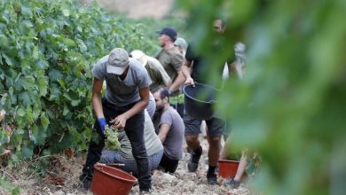 شركات فلاحية إسبانية تنتقي عمالا زراعيين موسميين من المغرب