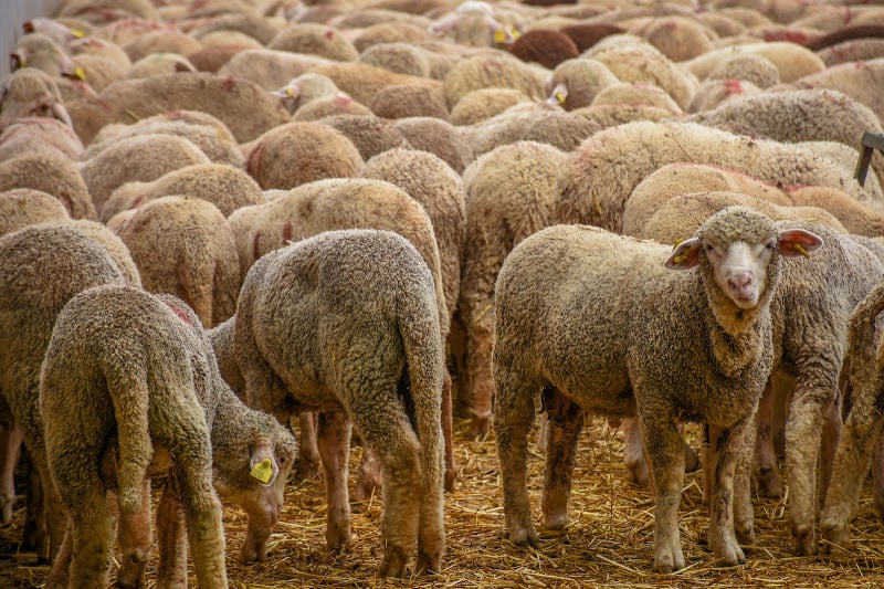 كشف قيمة الدعم الاستثنائي لاستيراد الماشية ينهي تداول "المعطيات المرتبكة" كشف قيمة الدعم الاستثنائي لاستيراد الماشية ينهي تداول