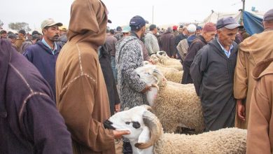 الحكومة تكشف تفاصيل برنامج استعادة عافية قطيع الأغنام والماعز