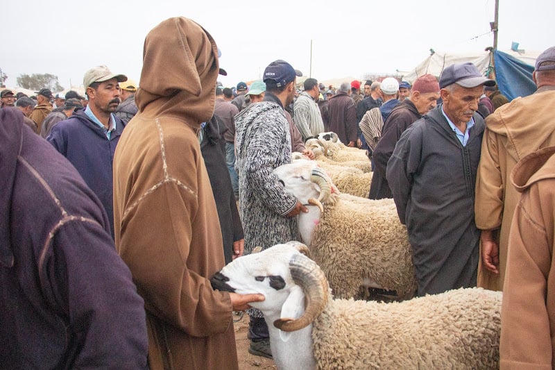 الحكومة تكشف تفاصيل برنامج استعادة عافية قطيع الأغنام والماعز