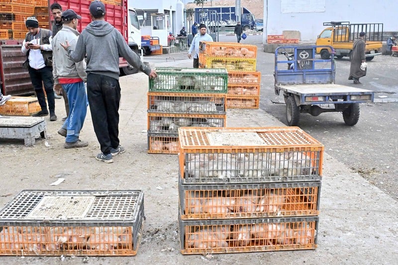 مهنيون يطمئنون المغاربة: كيلوغرام الدجاج لن يتجاوز 20 درهما بالصيف