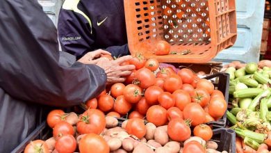 نهاية موسم الجني بسوس تلهب أسعار الطماطم في الأسواق المغربية