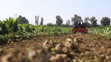 إنتاج قياسي من الشمندر السكري بفضل انتظام التساقطات في